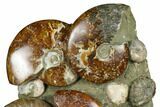 Tall, Composite Ammonite Fossil Display - Madagascar #175820-1
